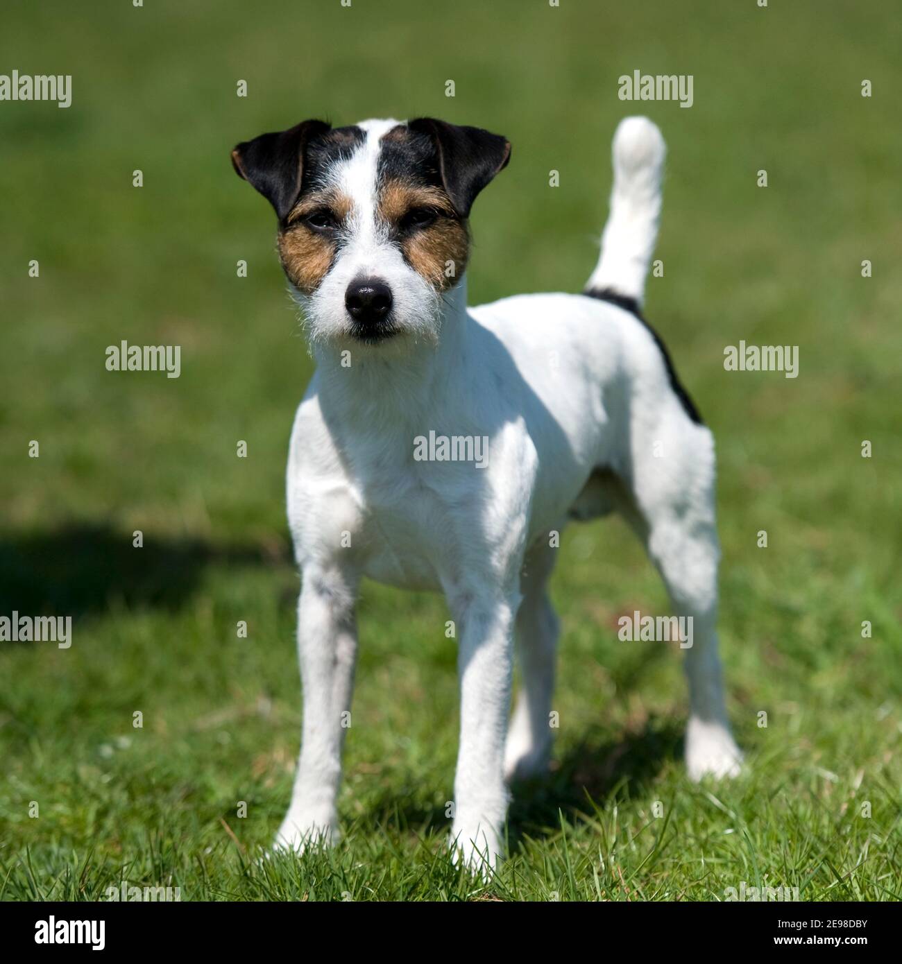 Rough Coated Jack Russell High Resolution Stock Photography and Images Alamy