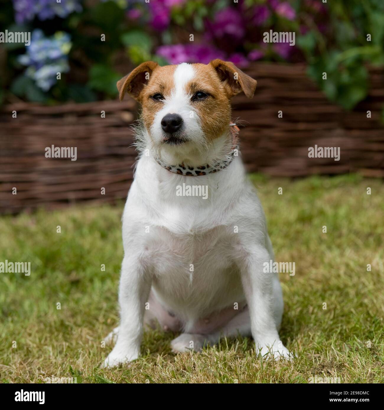 Rough Coated Jack Russell High Resolution Stock Photography and Images Alamy