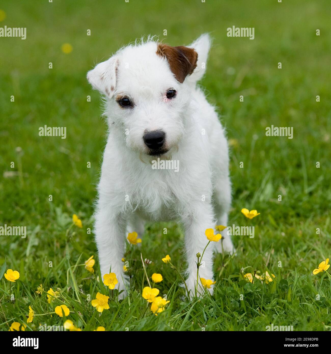Jack Russell terrier dog puppy Stock Photo