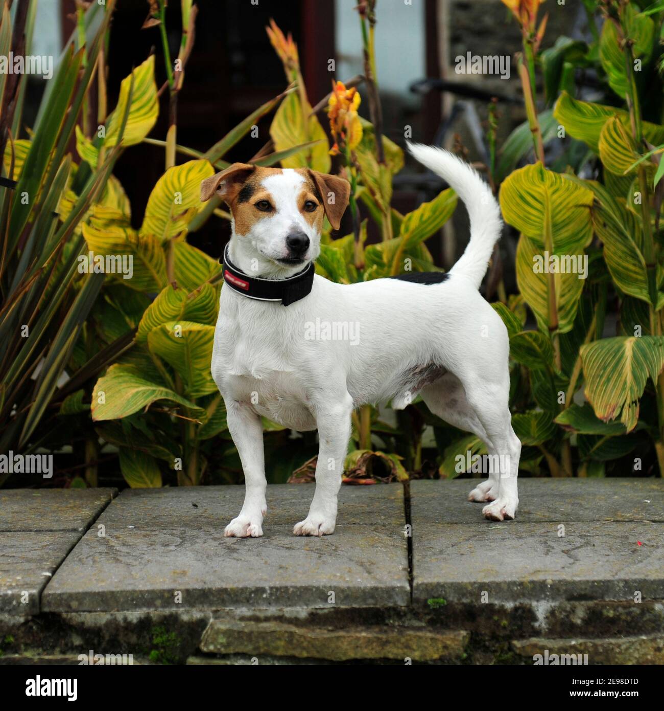 Jack Russell terrier dog Stock Photo