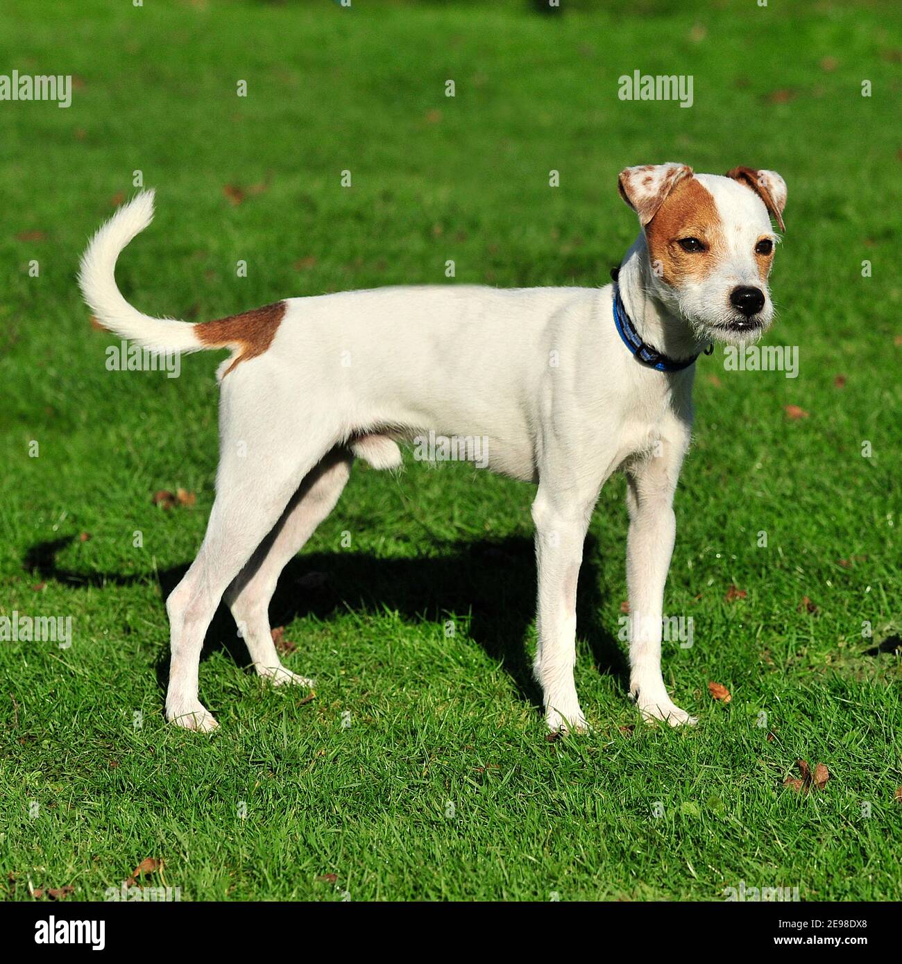 Jack Russell terrier dog Stock Photo