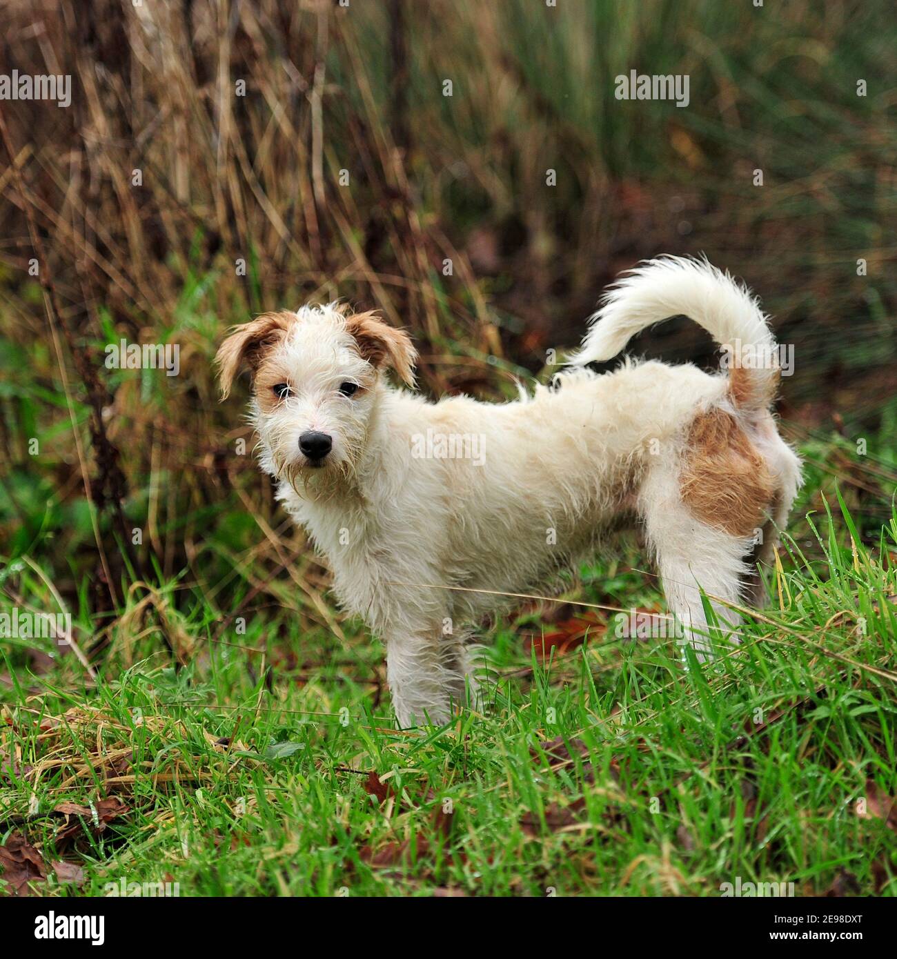 Scruffy jack russell hi res stock photography and images Alamy