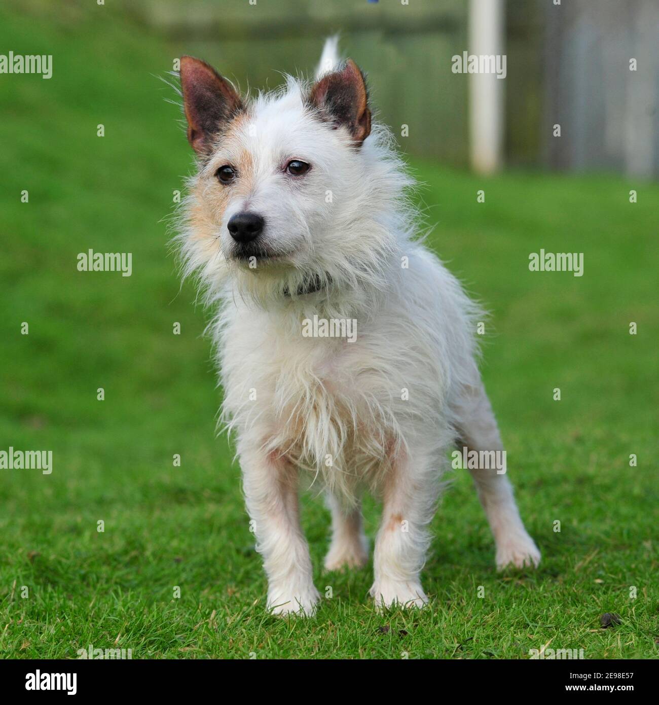Jack russell on sale fluffy