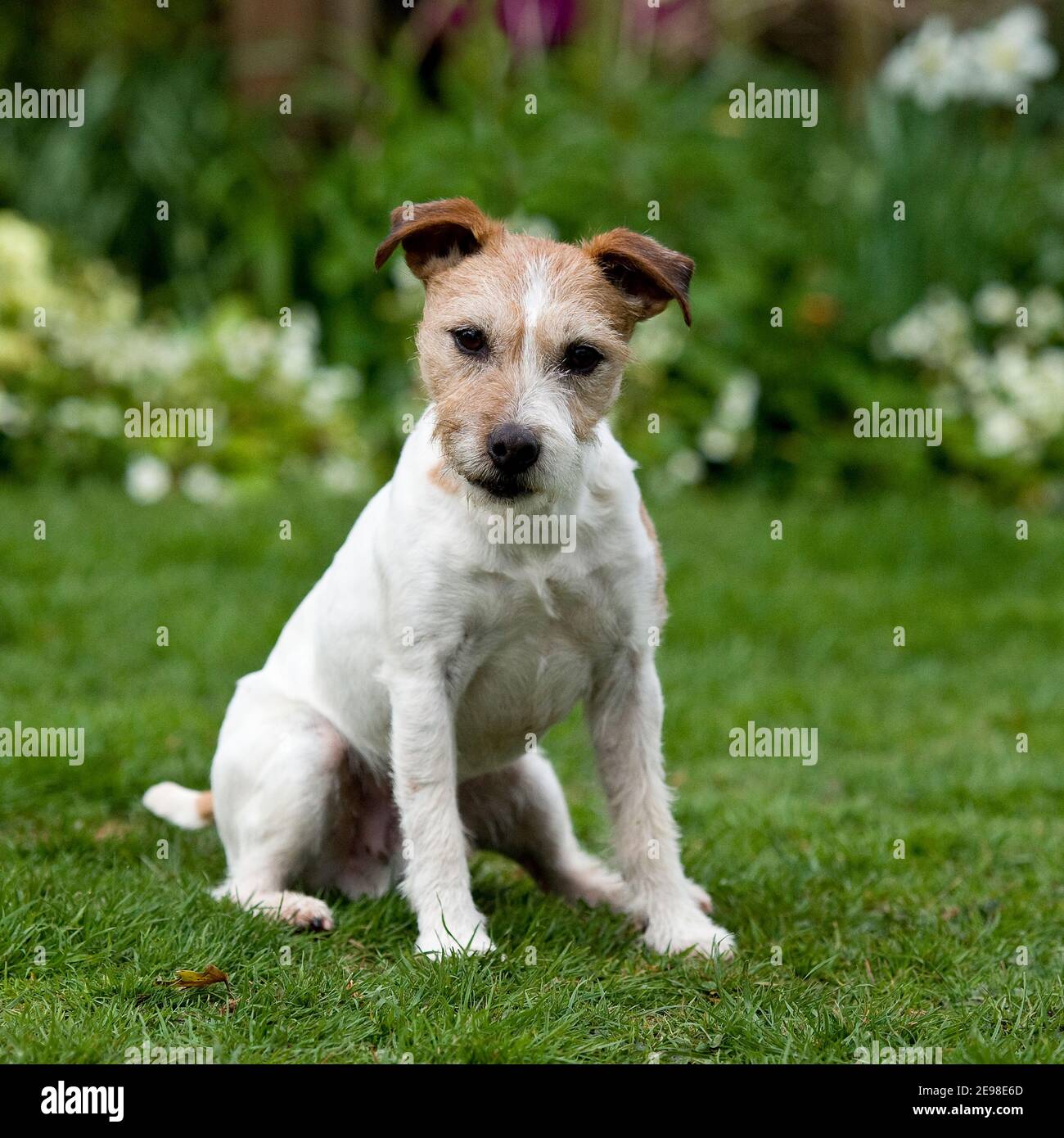 Are Jack Russell Dogs Hypoallergenic