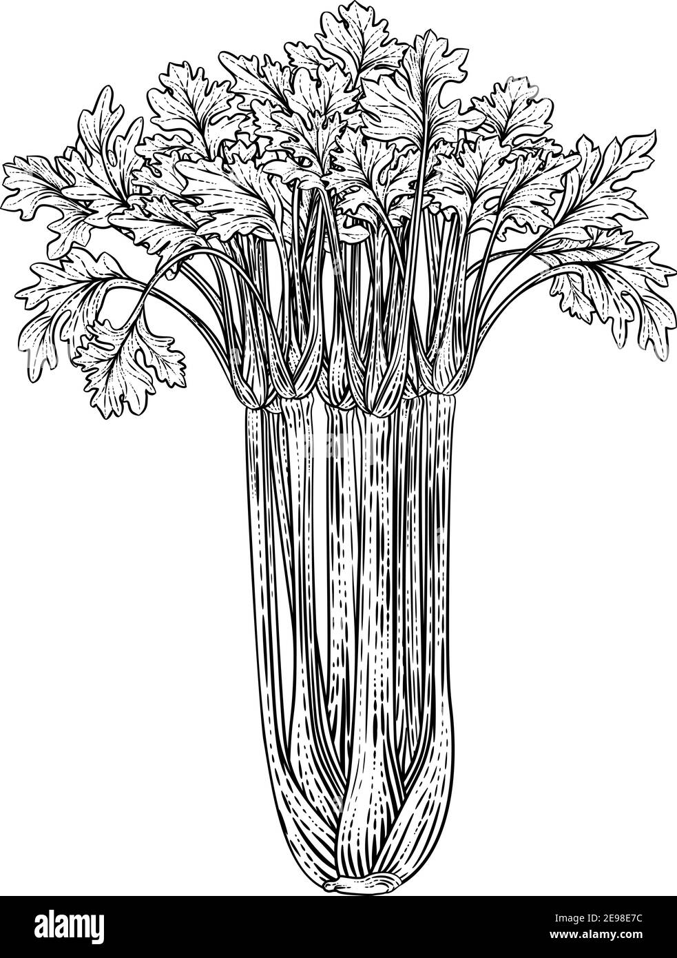 Celery Vegetable Vintage Woodcut Illustration Stock Vector