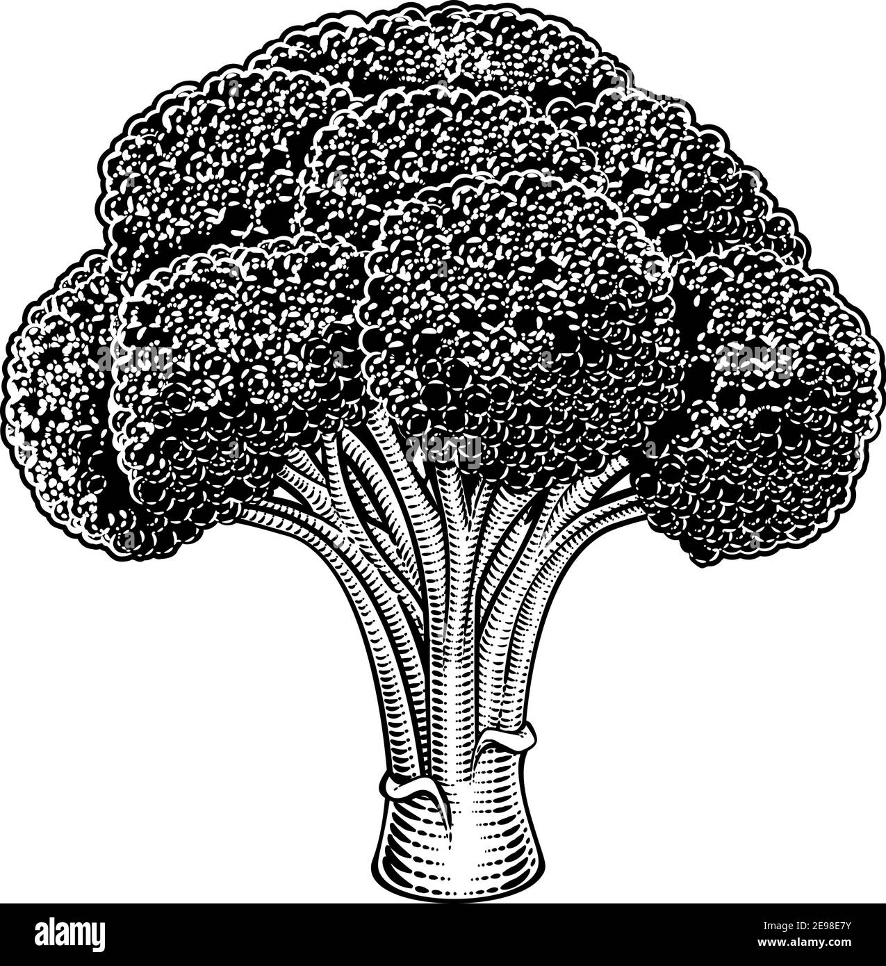 Broccoli Vegetable Vintage Woodcut Illustration Stock Vector