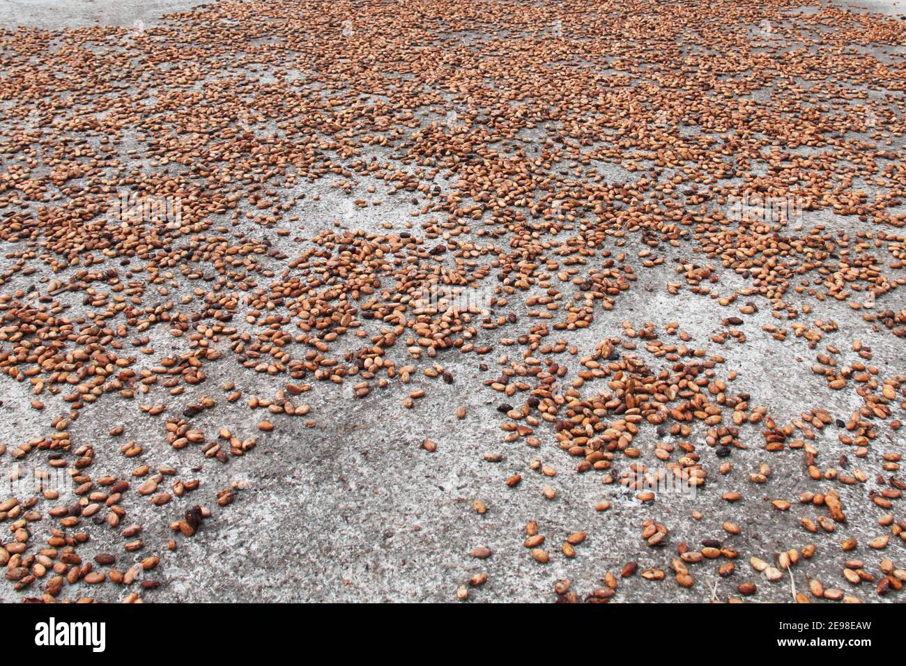 Drying of cocoa plant seeds in Ecuador Stock Photo Alamy