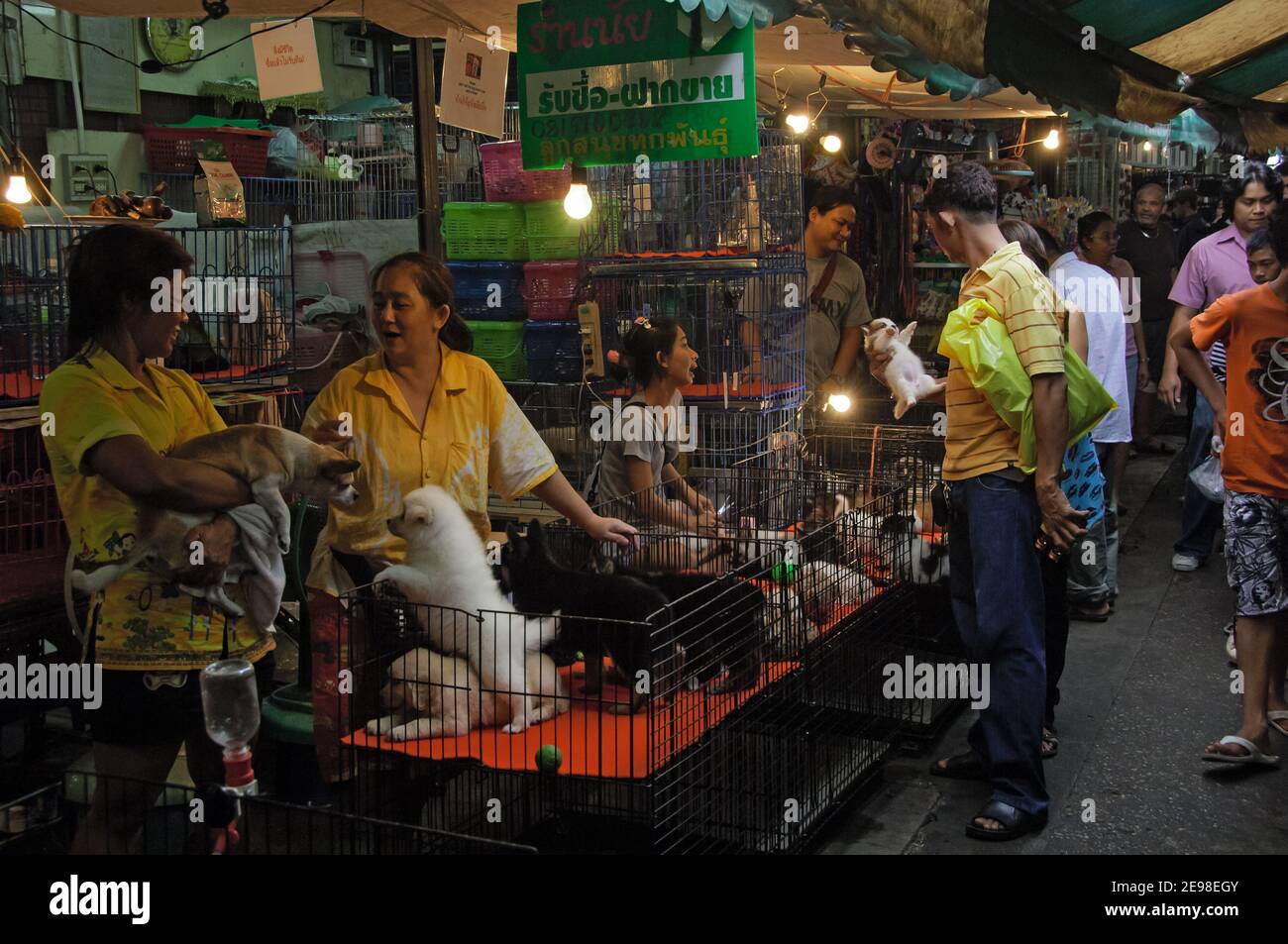 Dogs of bangkok hi-res stock photography and images - Alamy