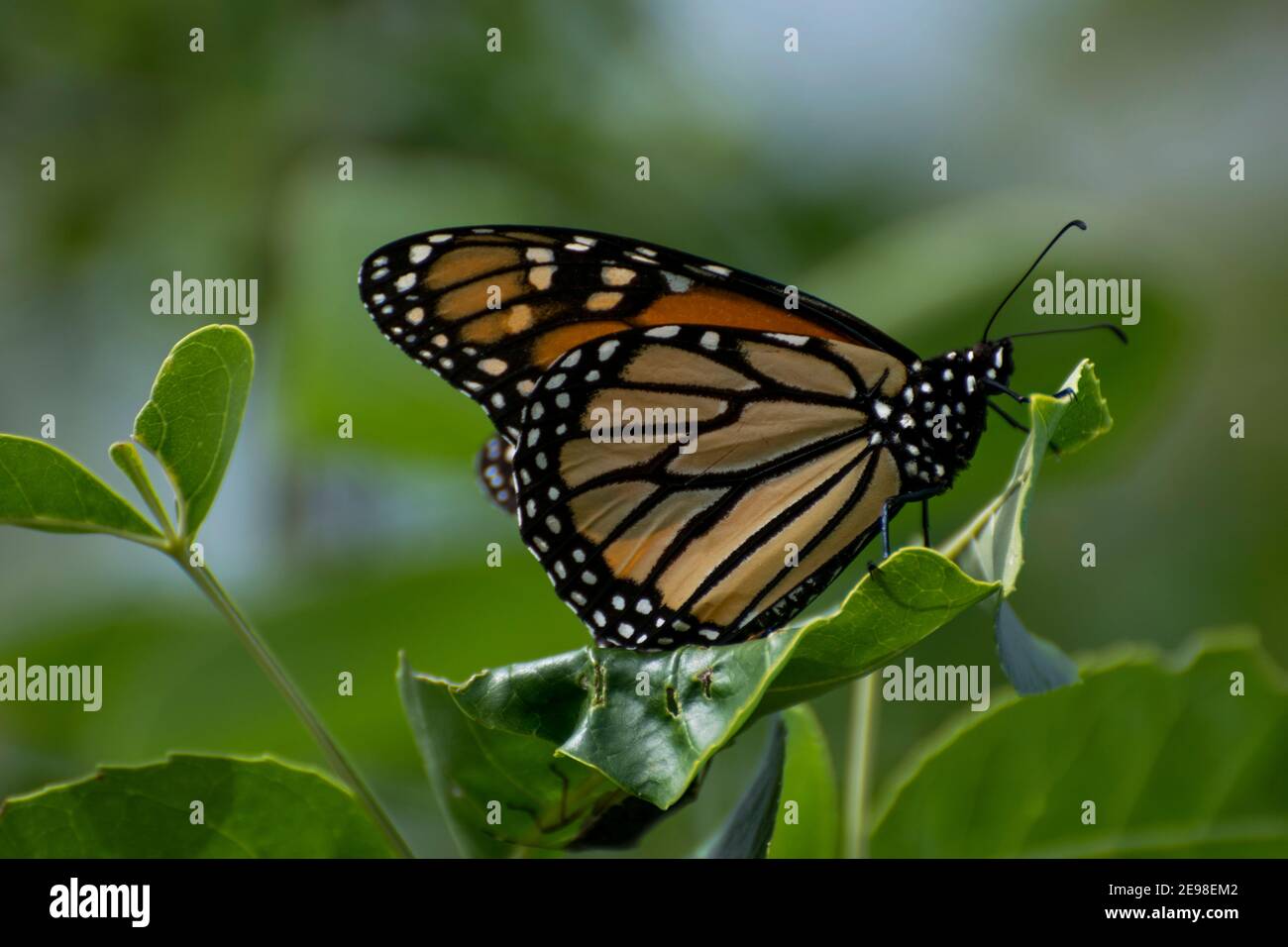 monarch butterfly sitting on a leaf Stock Photo - Alamy