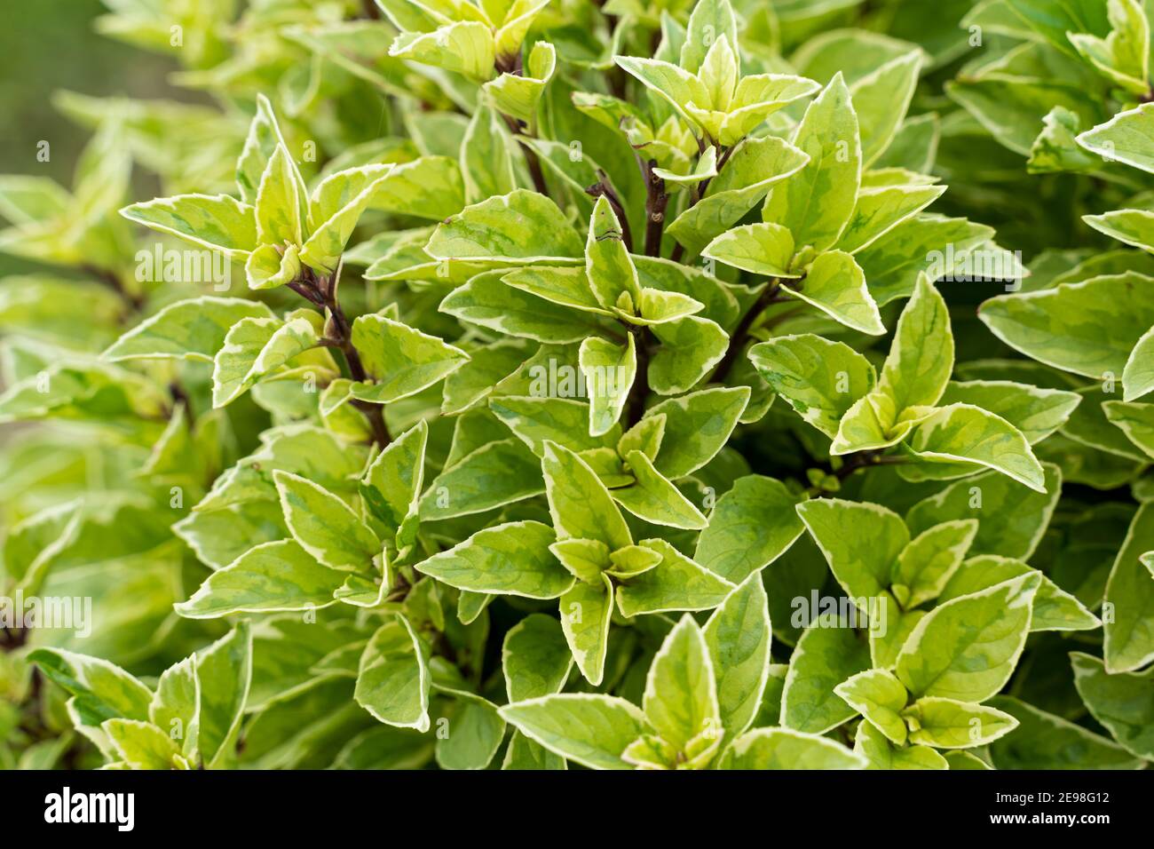 Basil plant in farm basilicum citriodorum , green leaves Stock Photo