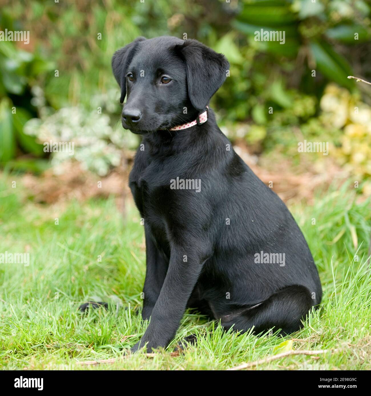 black labrador retriever dog Stock Photo Alamy