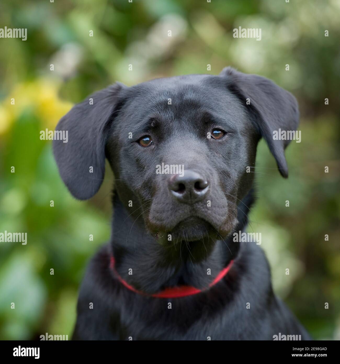 Black labrador puppy dog tongue hi-res stock photography and images - Alamy