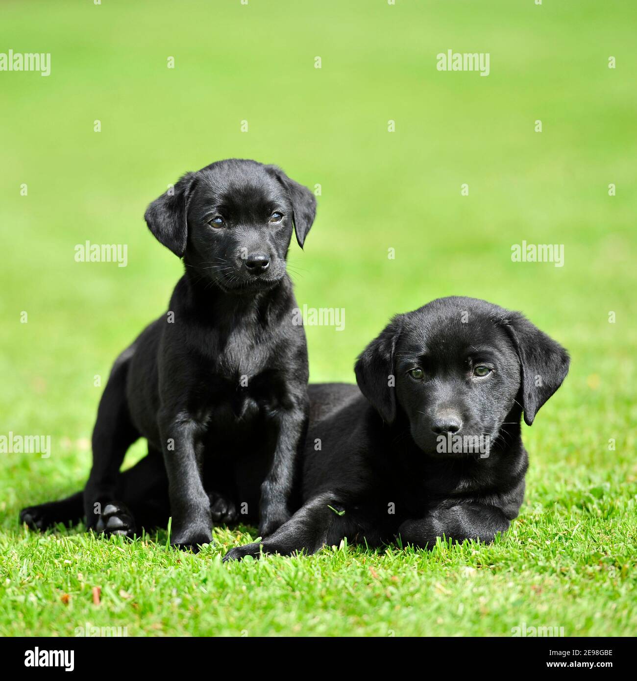 black labrador puppies Stock Photo Alamy