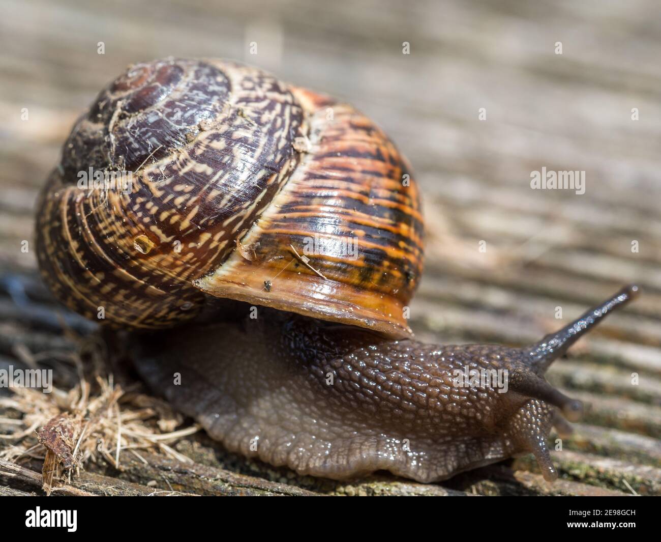 Snail at snail's pace in the wildlife Stock Photo Alamy