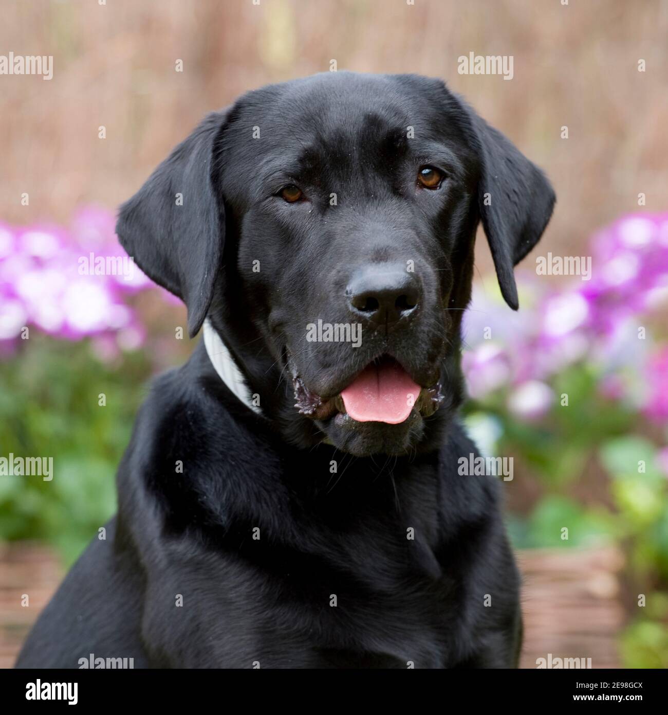 Labrador Retriever Black Side Profile High Resolution Stock Photography 