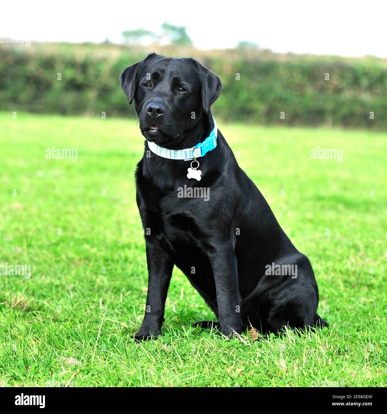 Labrador Retriever Black Side Profile High Resolution Stock Photography