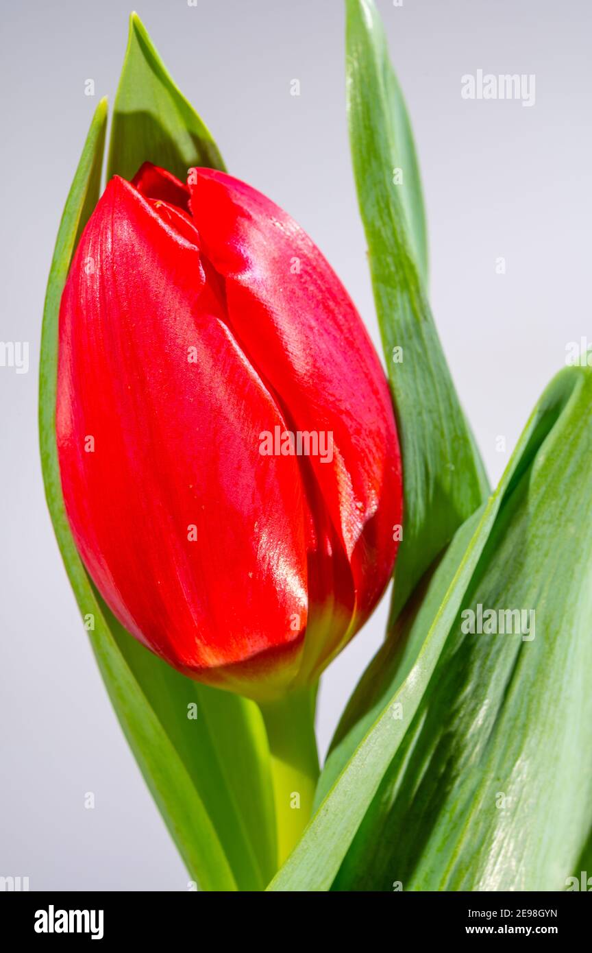Big red dutch escape tulip flower close up on white background Stock Photo