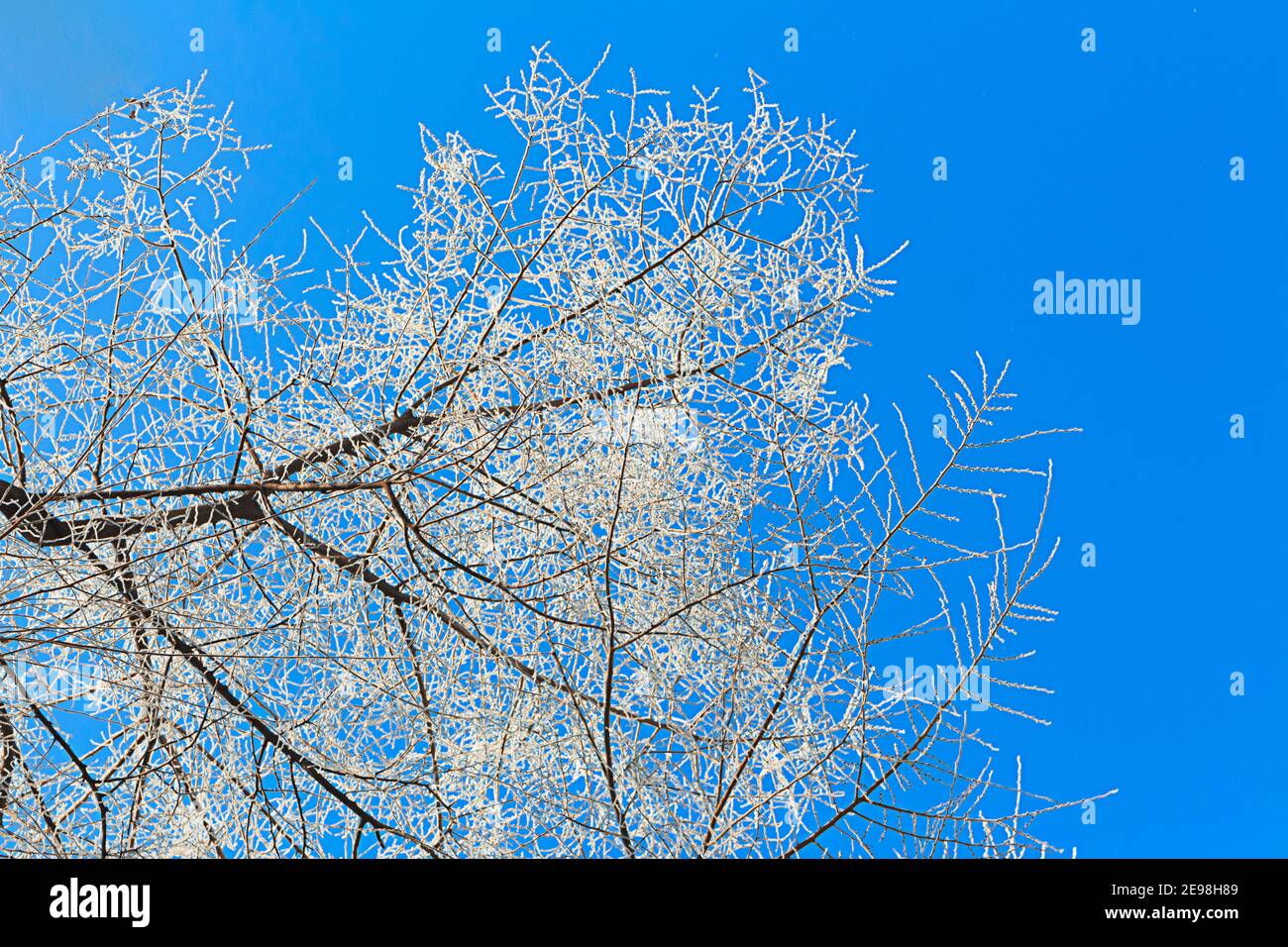 Rime on tree branch on blue clear sky. Nature winter background. Copy space Stock Photo