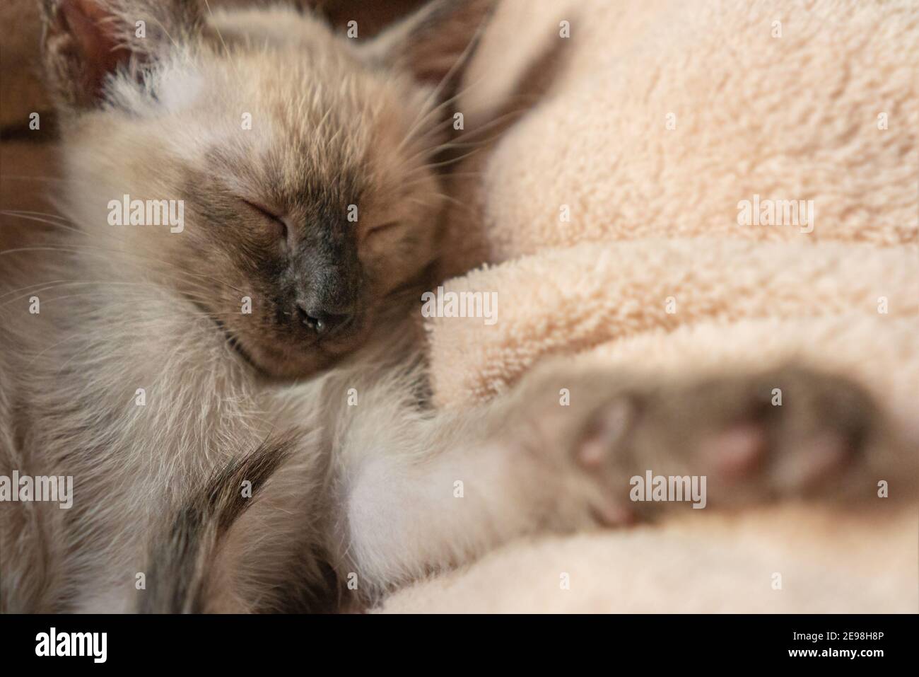 Siamese kitten sleeping. Purebred six weeks old Thai cat with blue almond shaped eyes on beige basket background. Wichien Maat kitten Stock Photo