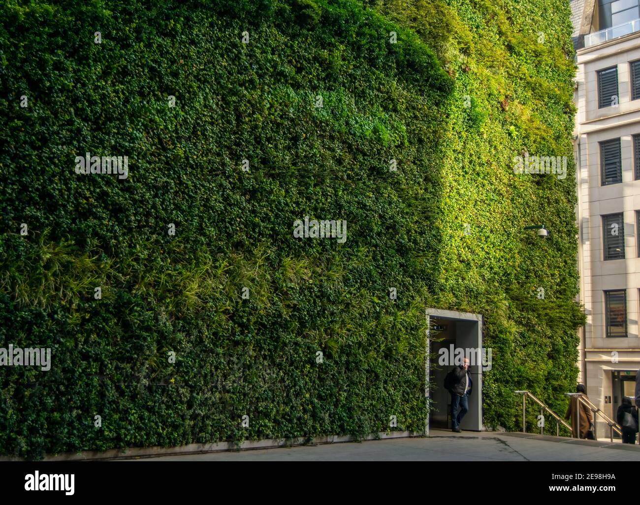 Wall fern gardening hi-res stock photography and images - Alamy