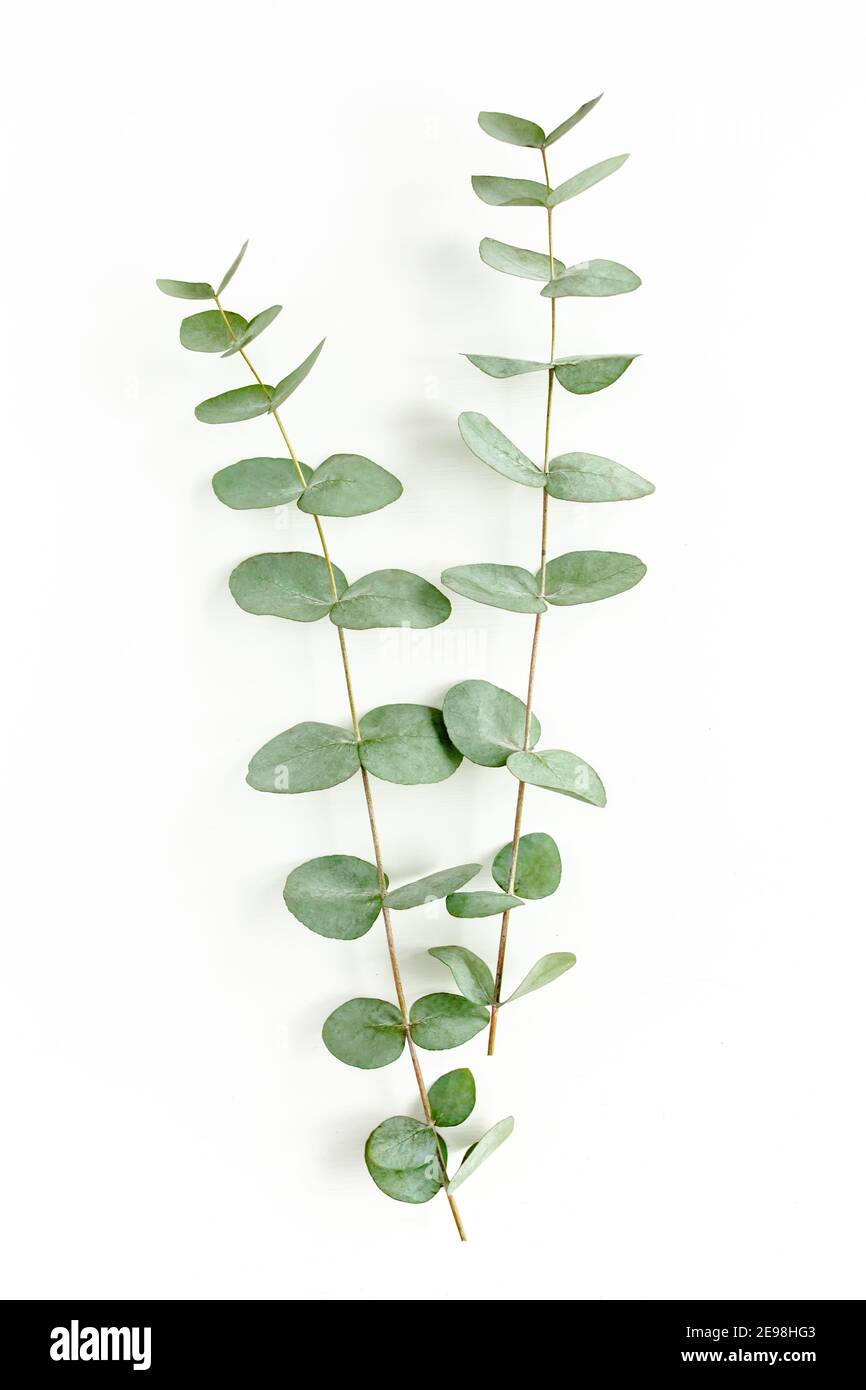 Green leaves eucalyptus isolated on white background Stock Photo - Alamy