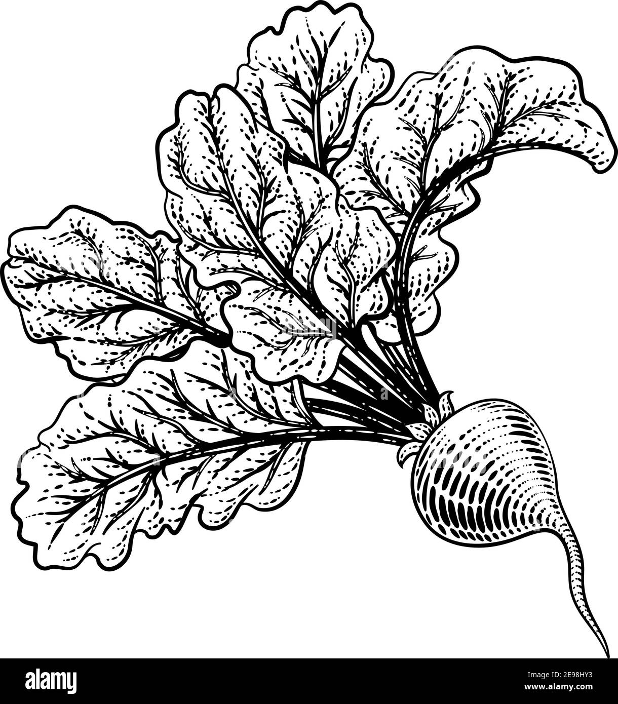 Beet Beetroot Vegetable Woodcut Illustration Stock Vector
