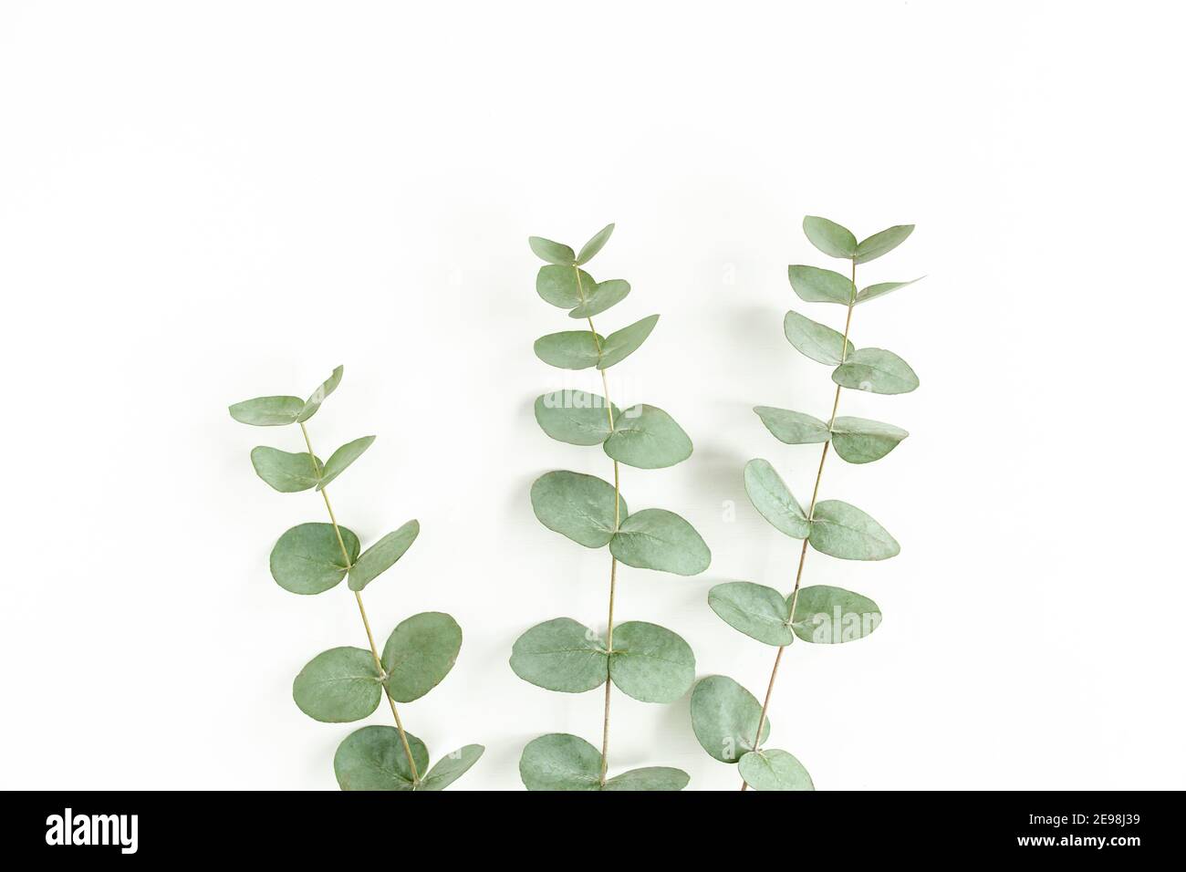 Green leaves eucalyptus isolated on white background Stock Photo - Alamy