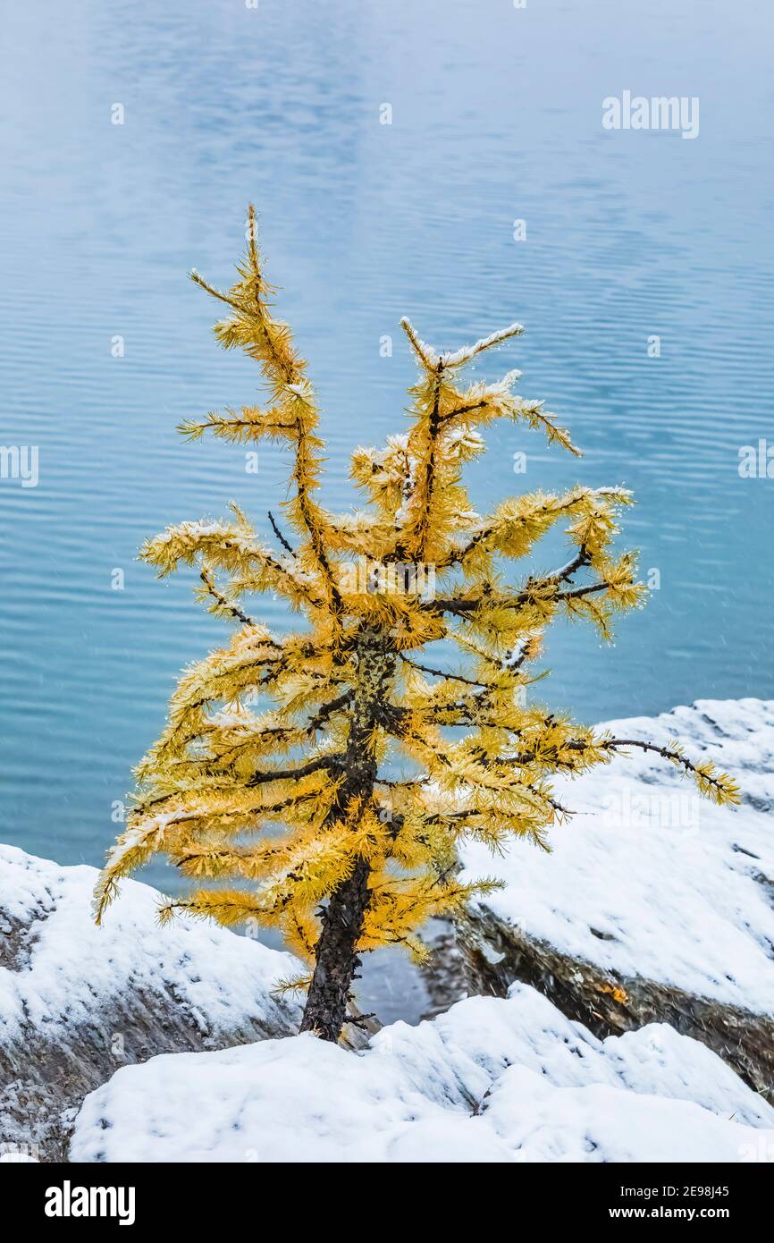 Alpine Larch, Larix lyallii, in autumn color on shore of Floe Lake ...