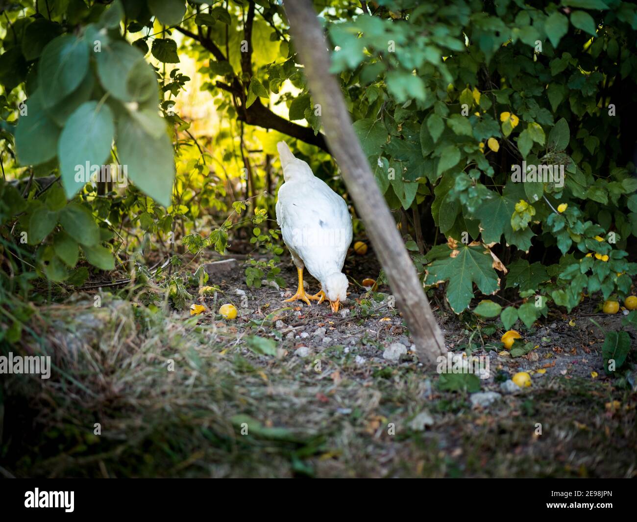 Pecking white chicken in rural garden scene Stock Photo