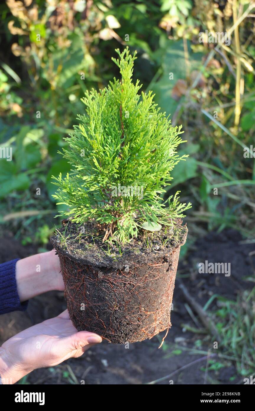 Gardener holding in hands potted thuja occidentalis 'Golden Smaragd' with roots ready for planting in the garden Stock Photo