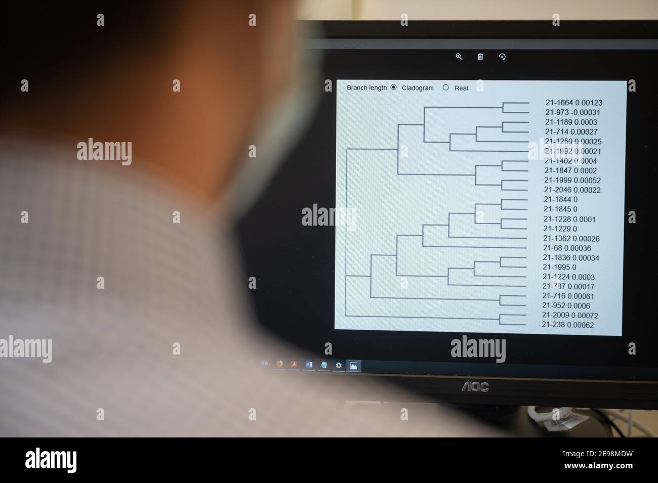 Stuttgart, Germany. 03rd Feb, 2021. An employee of the Baden-Württemberg State Health Office is looking at a computer screen showing the family tree of different mutations of the coronavirus. Credit: Sebastian Gollnow/dpa/Alamy Live News Stock Photo