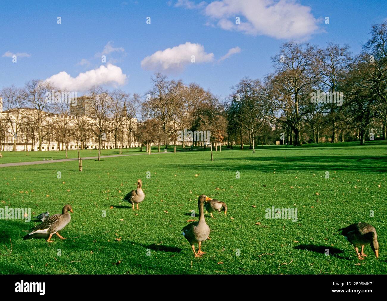 Greylag Geese (Anser anser) in Hyde Park, London, England, UK Stock Photo