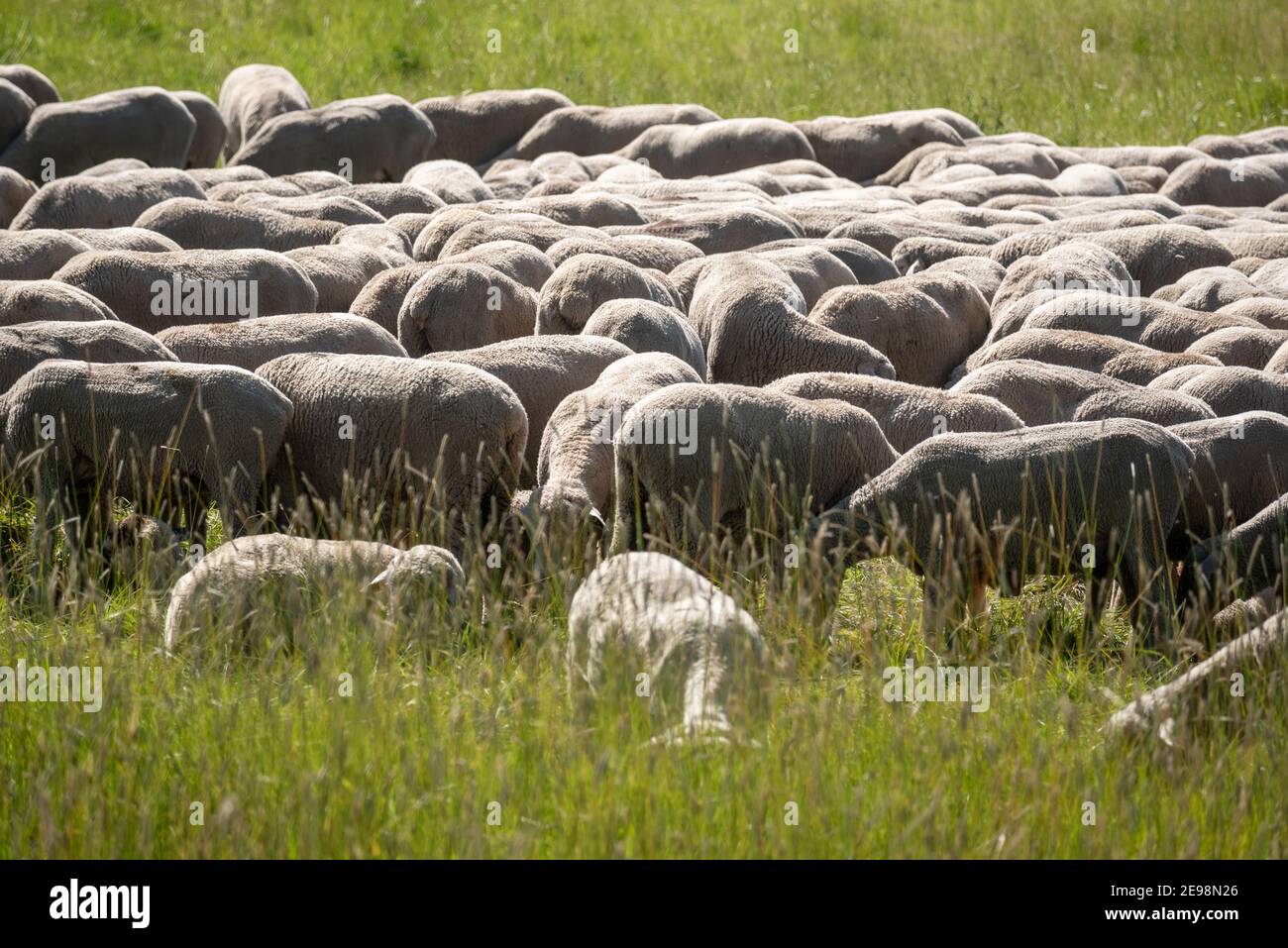 Herd of sheep grazing in tall grass, Wallowa County, Oregon. Stock Photo