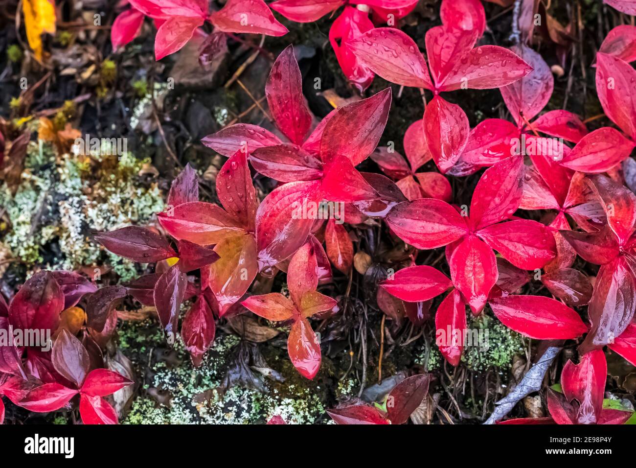 Scarlet Bunchberry, Cornus canadensis, leaves in autumn in Kootenay National Park in the Canadian Rockies, British Columbia, Canada Stock Photo