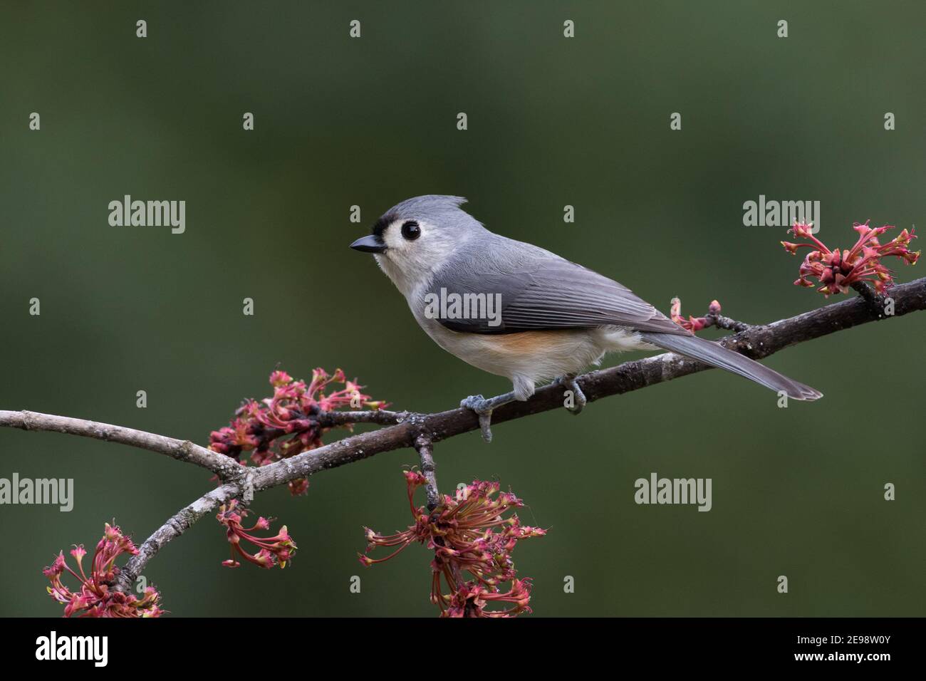 Portrait of a tufted titmouse, Baeolophus bicolor, perched on a blooming maple branch. Stock Photo