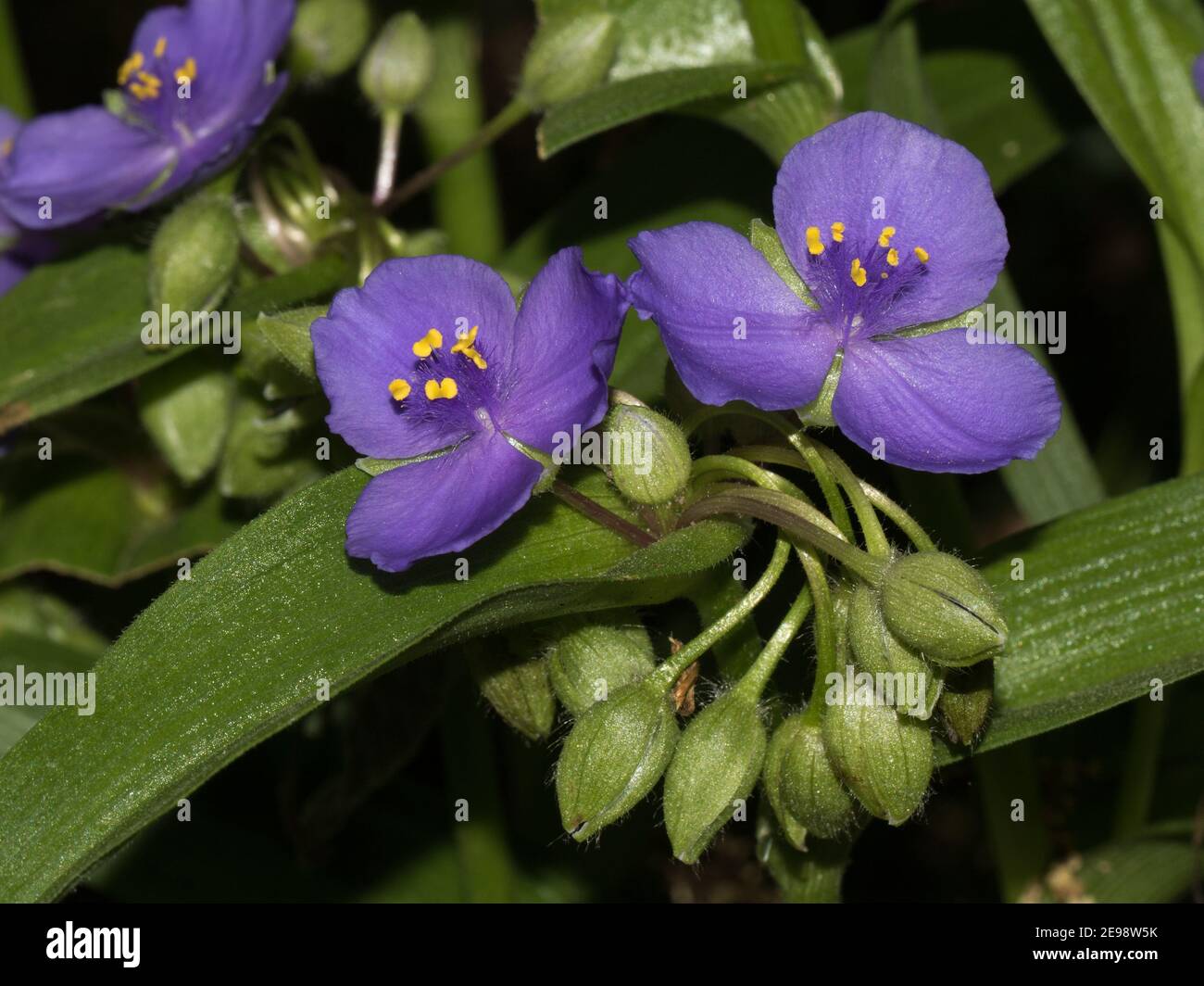 Close-up of a blue spiderwort, Tradescantia virginiana, blossom and flower buds. Stock Photo