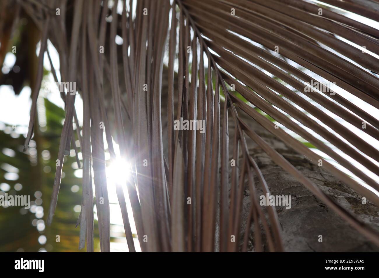 Dried coconut leaves hires stock photography and images Alamy