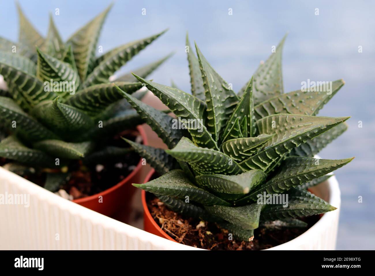 Cactus House Plant Stock Photo