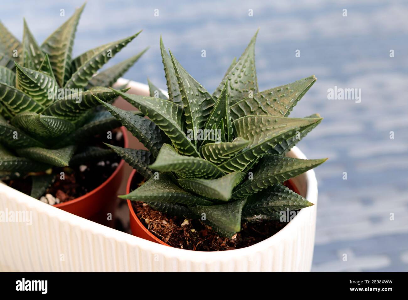 Cactus House Plant Stock Photo