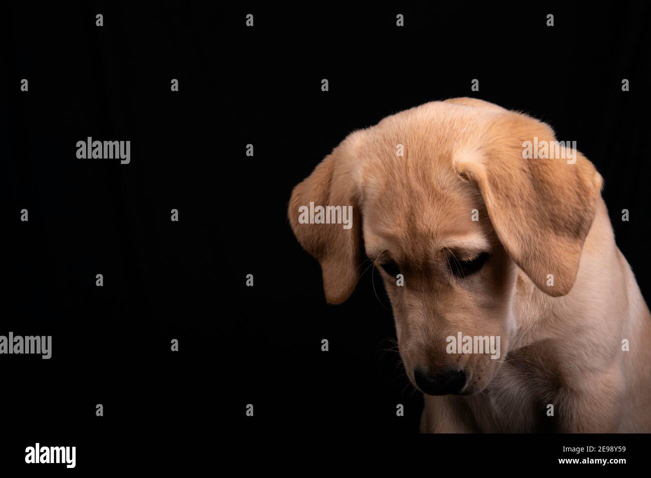 Beautiful puppy labrador with big ears looking down, adorable portrait
