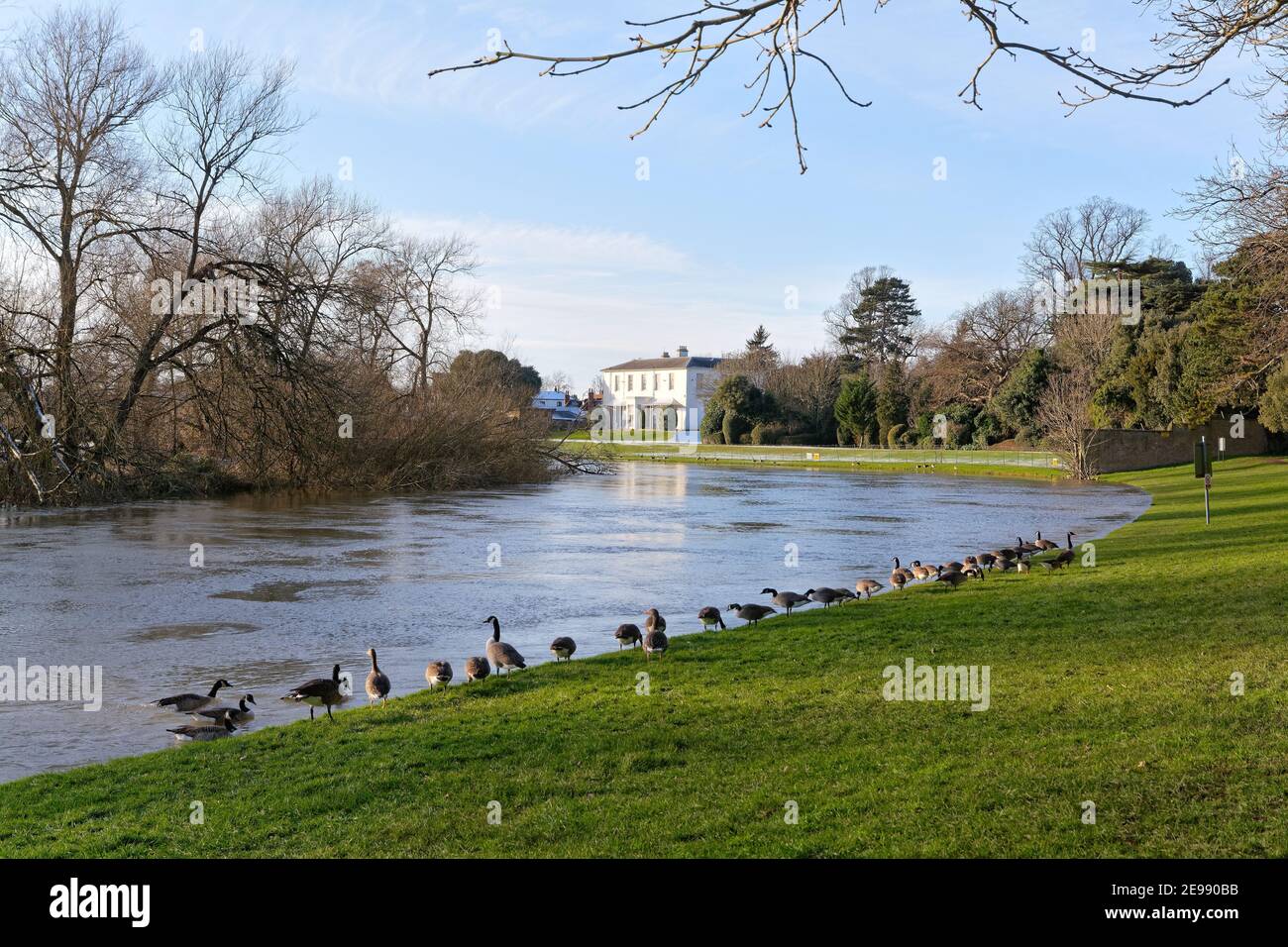 A flock of Canada Geese, Branta canadensis, on the bank of the River Thames at Shepperton on a winters day, Surrey England UK Stock Photo