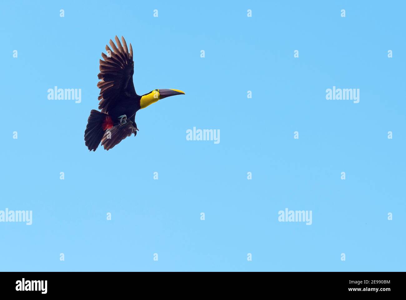 Chestnut mandibled toucan or Swainson's toucan (Ramphastos ambiguus swainsonii) in flight, Mindo, Ecuador. Stock Photo