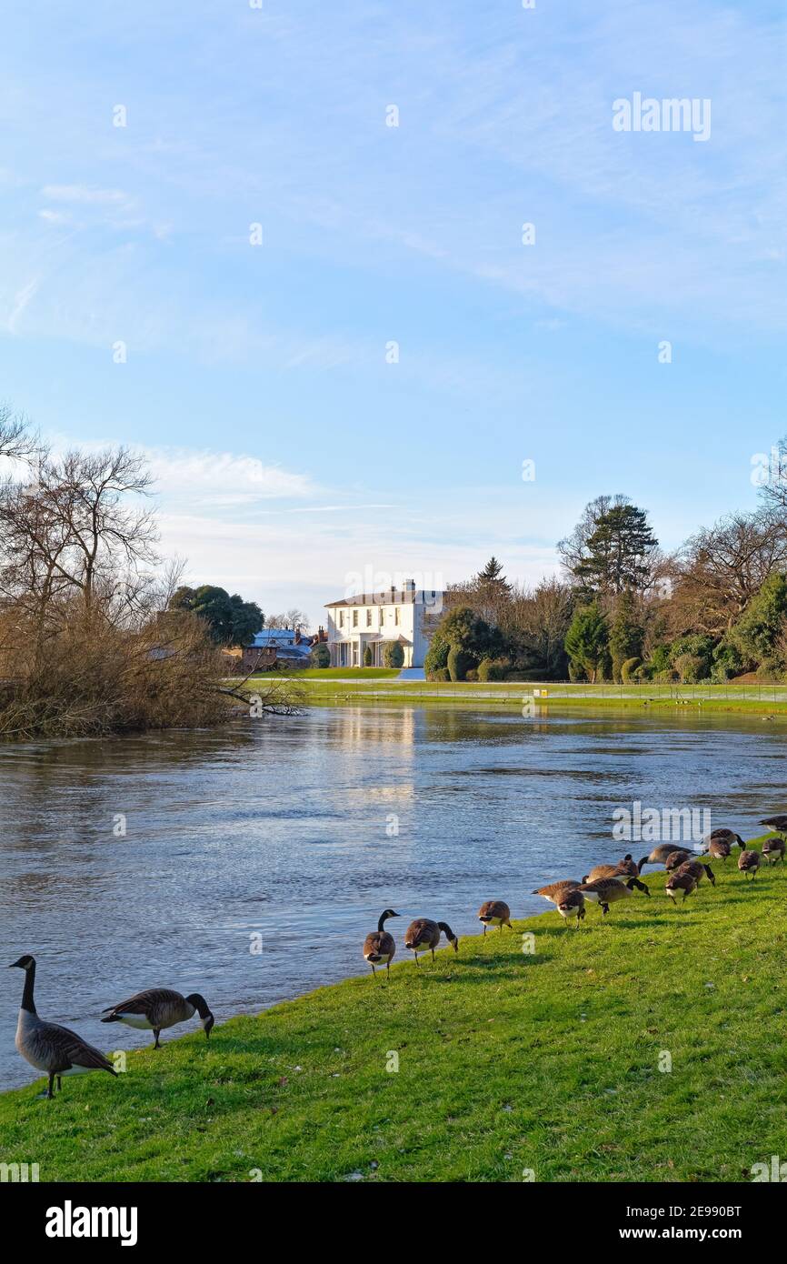 A flock of Canada Geese, Branta canadensis, on the bank of the River Thames at Shepperton on a winters day, Surrey England UK Stock Photo