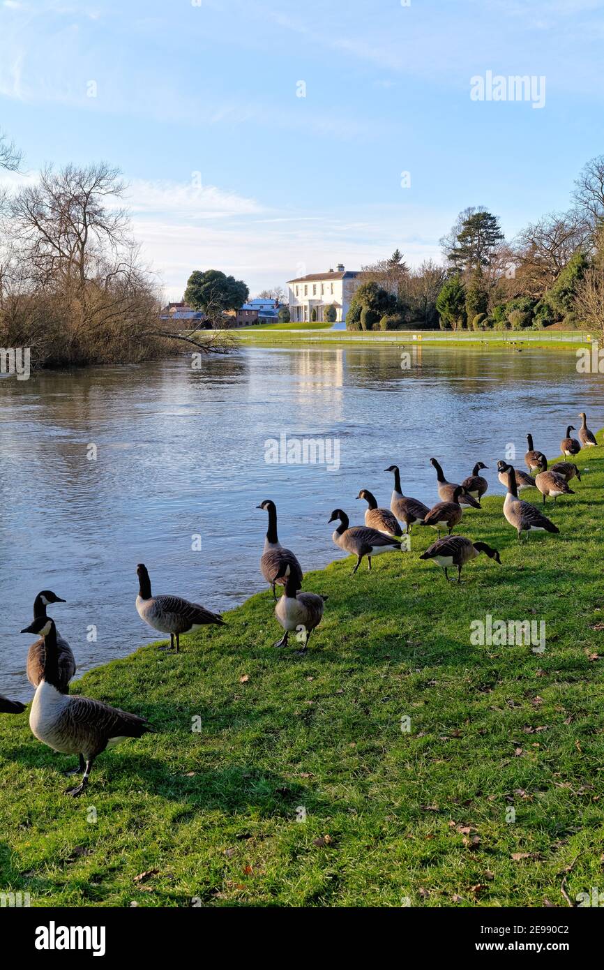 A flock of Canada Geese, Branta canadensis, on the bank of the River Thames at Shepperton on a winters day, Surrey England UK Stock Photo
