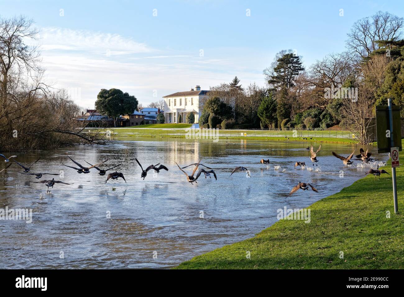 A flock of Canada Geese, Branta canadensis, taking flight from the bank of the River Thames at Shepperton on a winters day, Surrey England UK Stock Photo