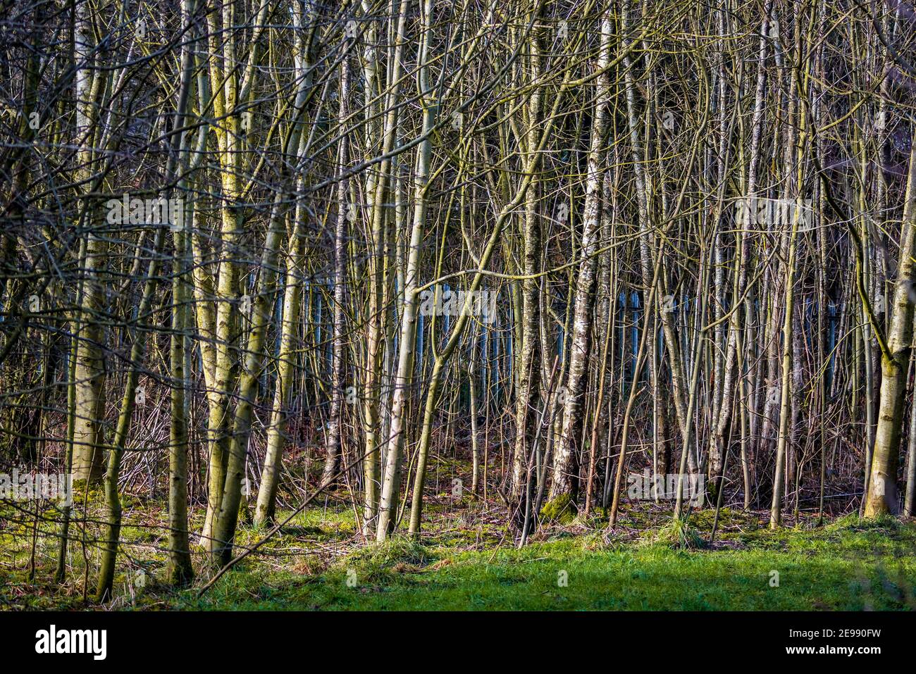 A woodland coppice of birch trees. Stock Photo
