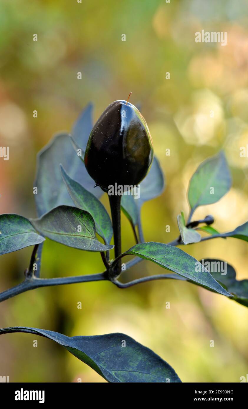Close up of an black chili pepper plant with chili Stock Photo Alamy