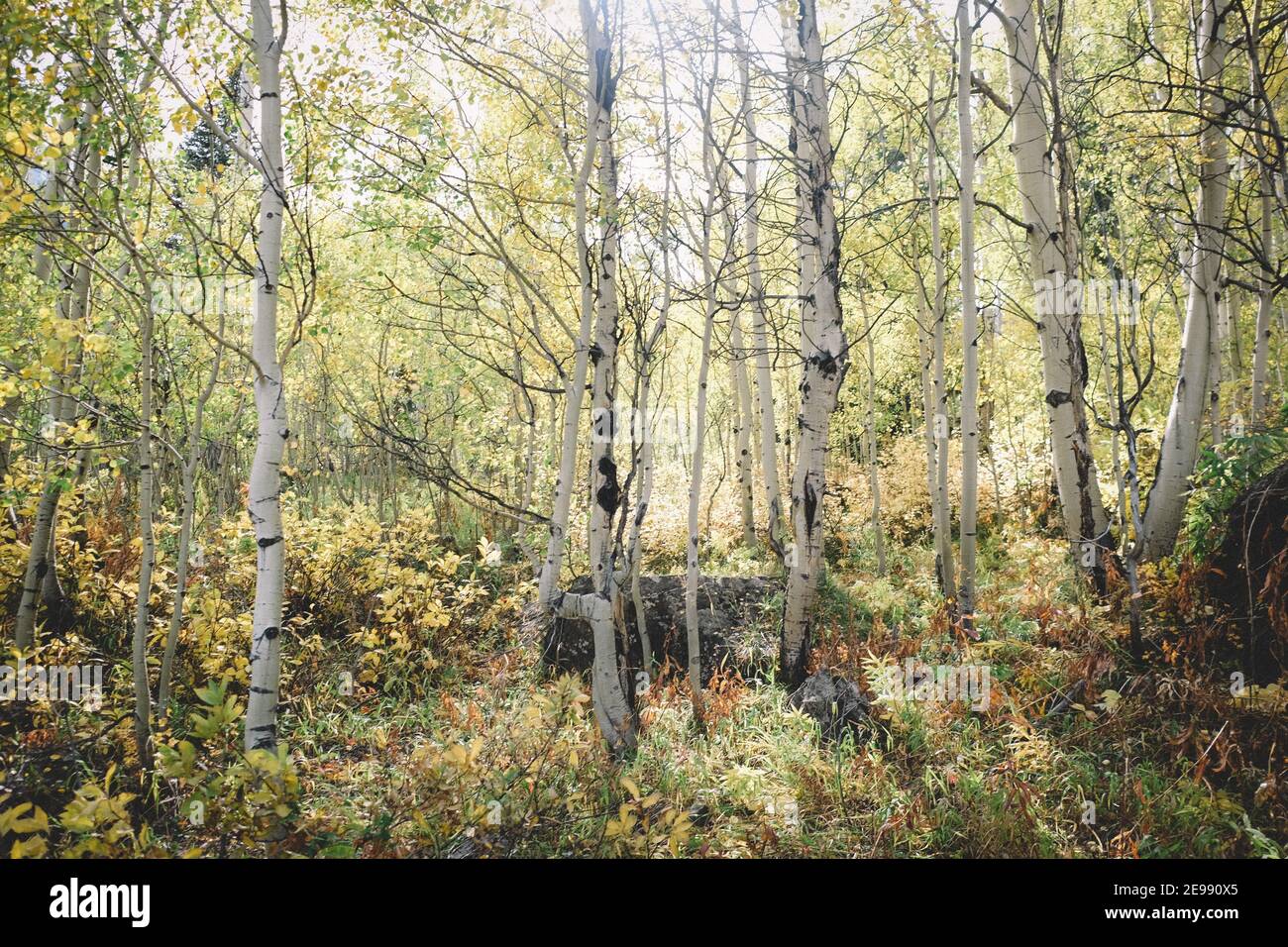 Aspen grove hi-res stock photography and images - Alamy