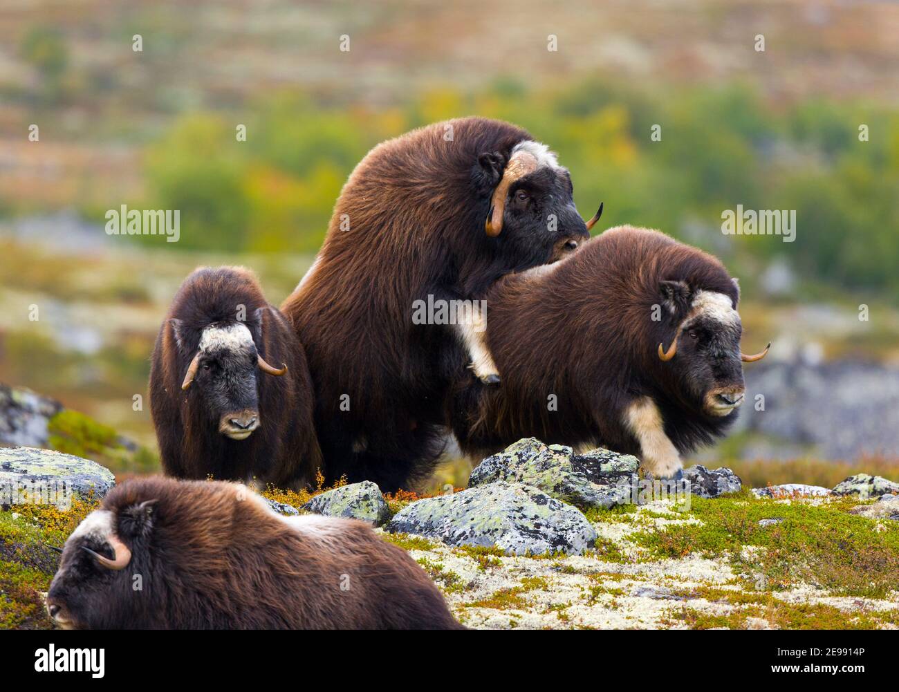 Musk Oxen in Dovrefjell National Park. Norway. Europe Stock Photo - Alamy