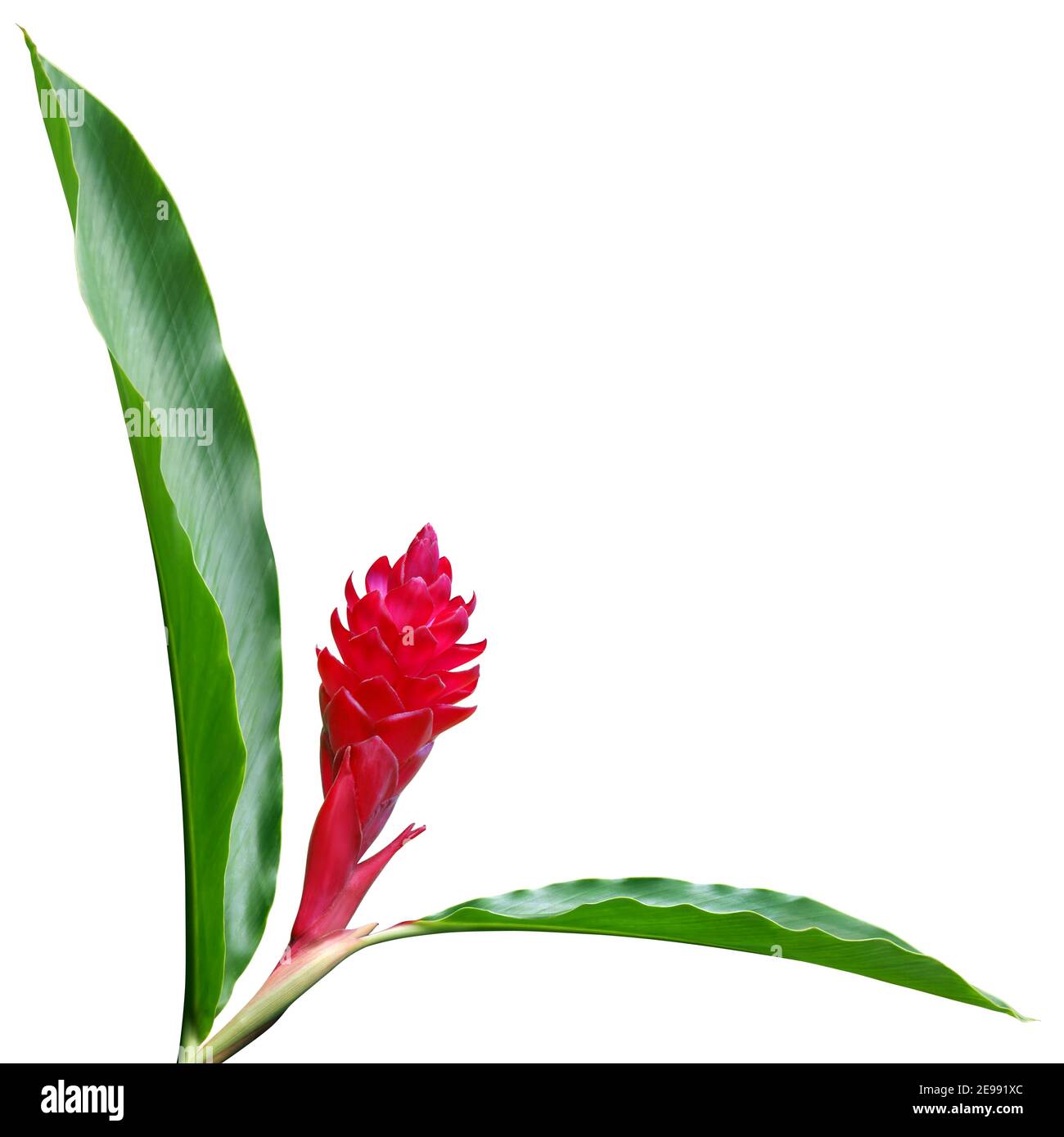 Red Ginger, Alpinia purpurata Flower with Green Leaves Isolated on